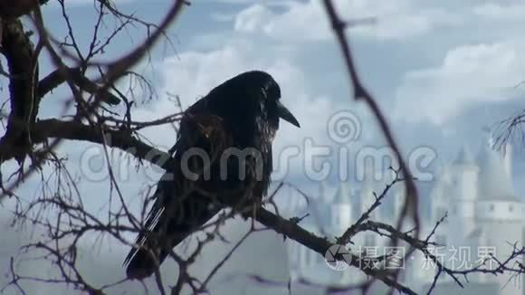 黑乌鸦坐在干柴树枝上视频