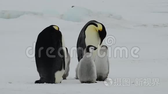 企鹅皇帝带着小鸡在南极洲视频