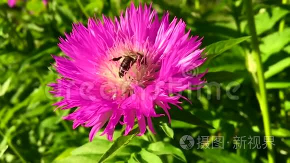 有翅膀的蜜蜂慢慢地飞向植物视频