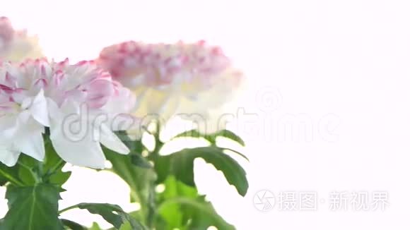 美丽的菊花花视频