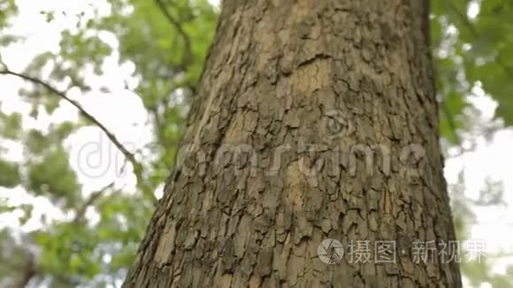 树冠树底景，大树有叉枝，老大树.. 橡树垂直全景特写