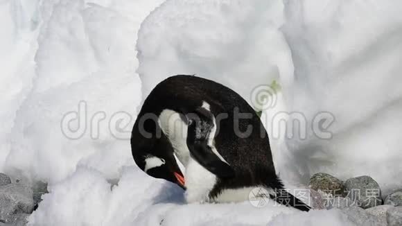 冰天雪地上的企鹅视频