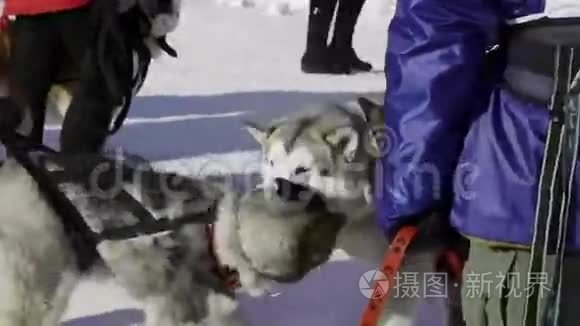 雪橇狗比赛和滑雪比赛视频