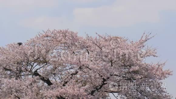 蓝天樱花树