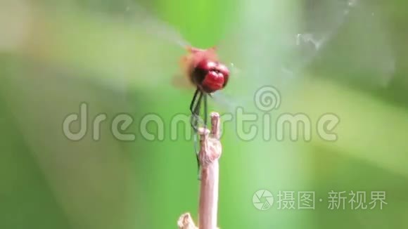 蜻蜓在树枝上