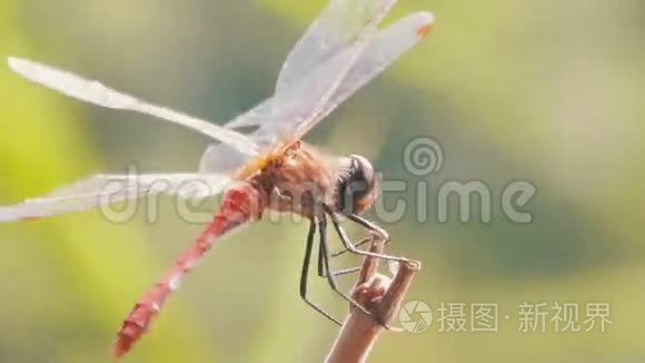 蜻蜓在树枝上视频