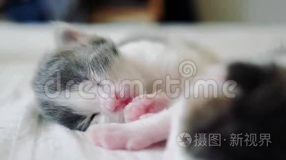 搞笑视频两只宠物可爱新生小猫睡眠生活方式团队合作床上.. 宠物概念宠物概念。 小猫