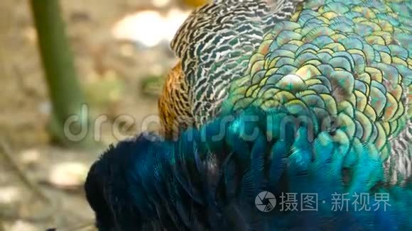 优雅的野异鸟，色彩斑斓的艺术羽毛.. 关闭孔雀纹理羽毛。 印度绿色飞禽