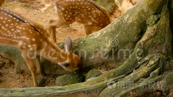 野生动物现场。 幼羽白尾鹿，周围森林中的野生哺乳动物。 斑点，生殖器，切特，轴