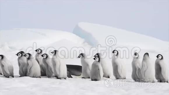 企鹅皇帝带着小鸡在南极洲视频