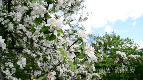 苹果园开着白花视频
