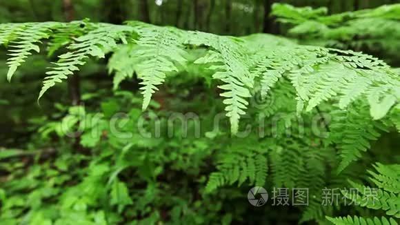 大型热带蕨类植物