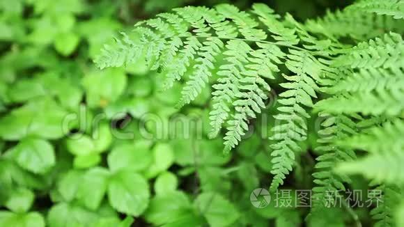 大型热带蕨类植物