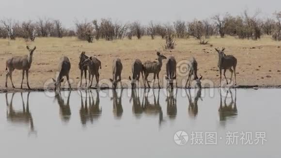 库杜的牧民从水坑里喝视频