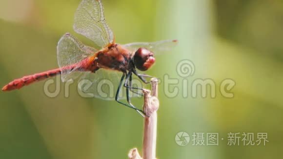 蜻蜓在树枝上