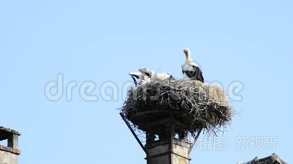 塞尔兹村屋顶上的一个巢里的鹳视频