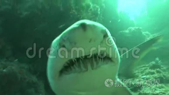 危险的大虎鲨水下视频视频