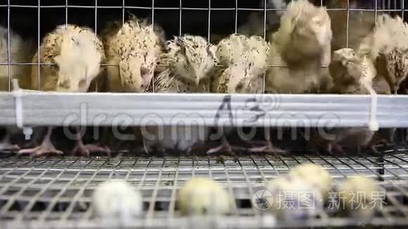 家禽养殖场笼中鹌鹑的卵视频