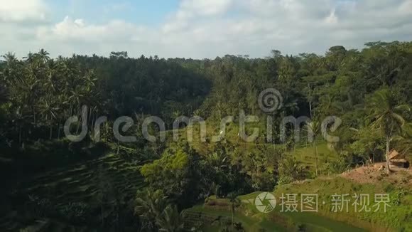 印尼巴厘岛绿色水稻梯田视频