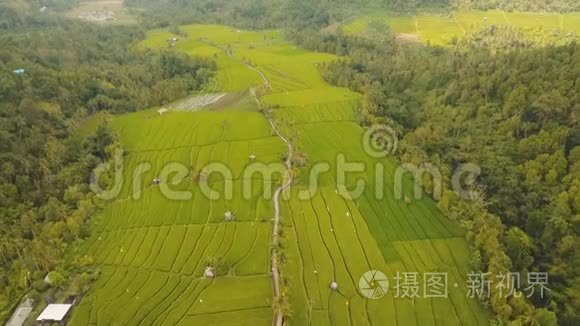 印度尼西亚巴厘岛稻田景观视频