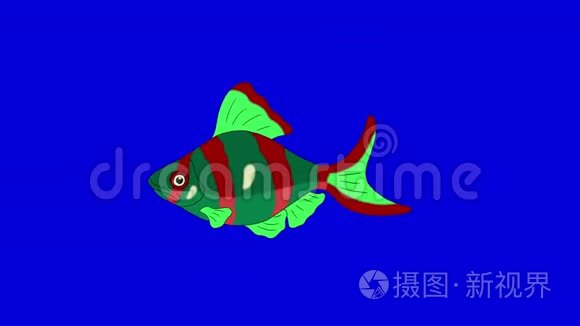 红绿色水族馆鱼色键环视频