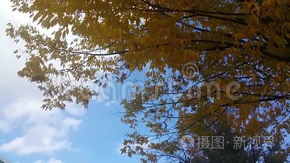 秋天时，黄叶在新鲜空气中移动
