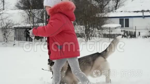 小女孩在户外雪地上慢动作地和西伯利亚哈士奇马拉穆特狗玩耍
