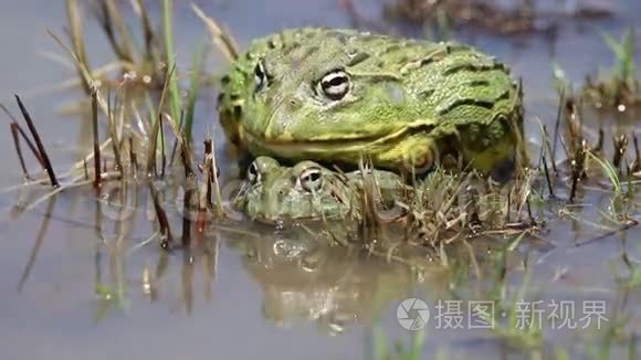 与非洲巨型牛蛙交配