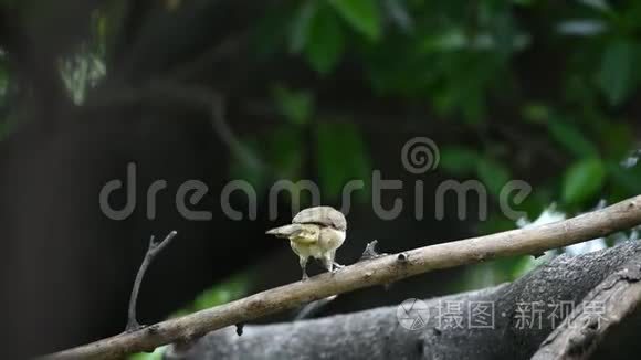 大自然中树上的鸟街耳视频