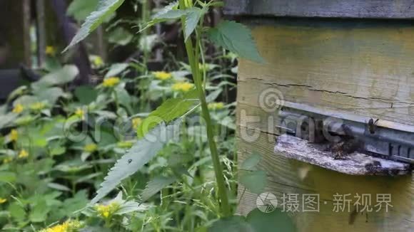 蜜蜂在蜂巢入口附近的活跃运动。