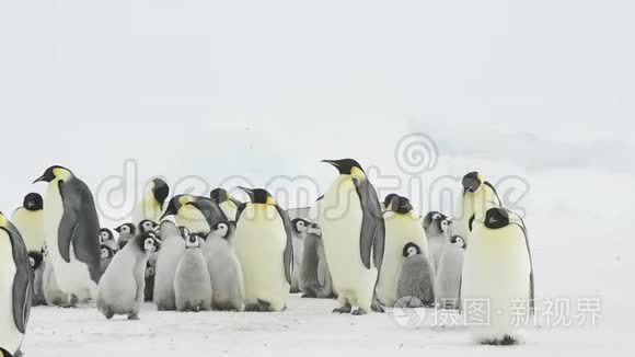 企鹅皇帝带着小鸡在南极洲视频
