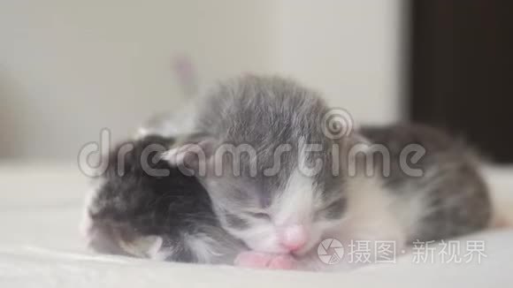 搞笑视频两只可爱的新生小猫在床上集体睡觉.. 宠物生活方式概念宠物概念。 小猫条纹