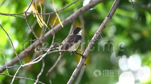 野生马来西亚斑尾鸟视频