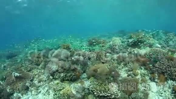 珊瑚礁和海绵大坝自私视频