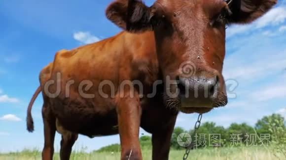 美丽的灰牛在草地上放牧，并在天空背景上闻到相机的味道。 慢动作