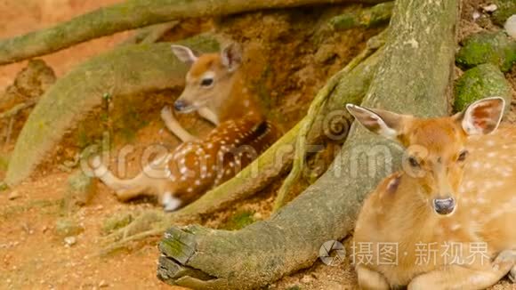 野生动物现场。 幼羽白尾鹿，周围森林中的野生哺乳动物。 斑点，生殖器，切特，轴