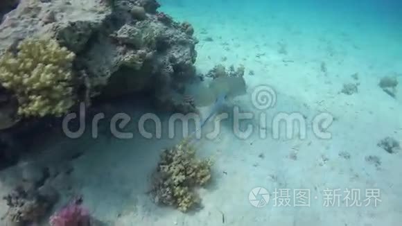 珊瑚礁上的蓝斑刺视频