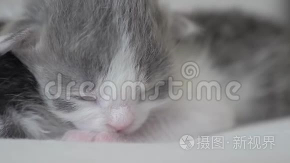 搞笑视频两只可爱的新生小猫在床上集体睡觉.. 生活方式宠物概念宠物概念。 小猫斑纹