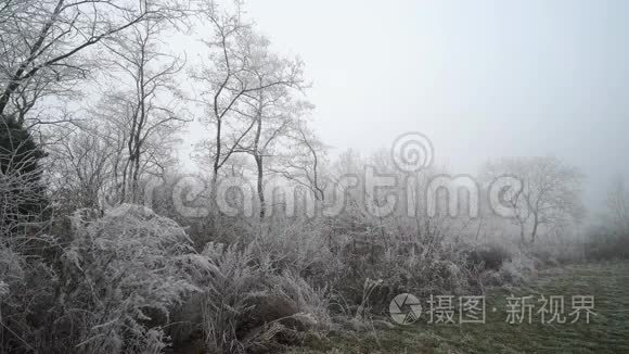 冰冻的白色树枝。 森林景观。