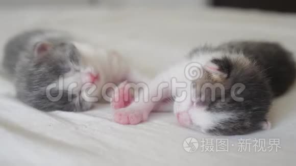 搞笑视频两只宠物可爱新生小猫睡觉团队在床上.. 宠物概念宠物概念。 小猫斑纹