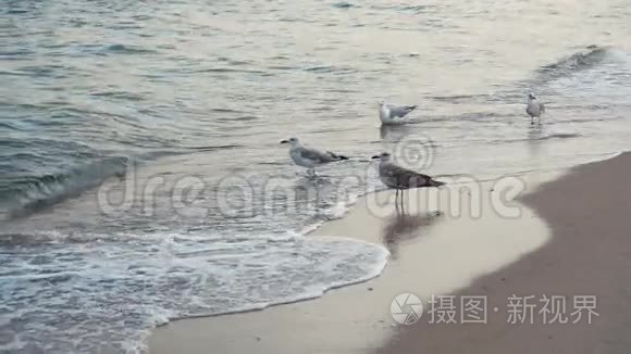 海上海岸线海滩的海鸥视频