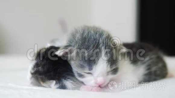 搞笑视频两只可爱的新生小猫在床上集体睡觉.. 生活方式宠物概念宠物概念。 小猫条纹