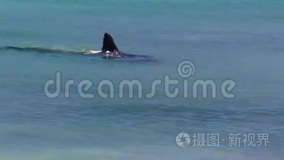 海洋和海豚慢动作视频