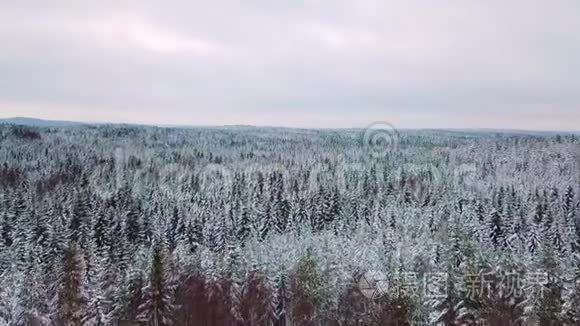 在寒冷的冬天在大森林上空飞翔视频