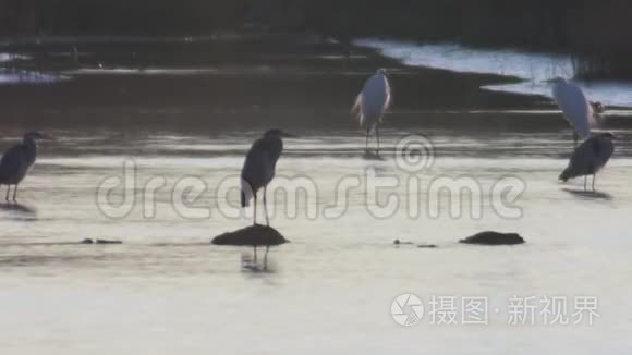 野生火烈鸟在保护区视频