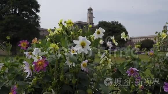 大丽花在春天的季节视频