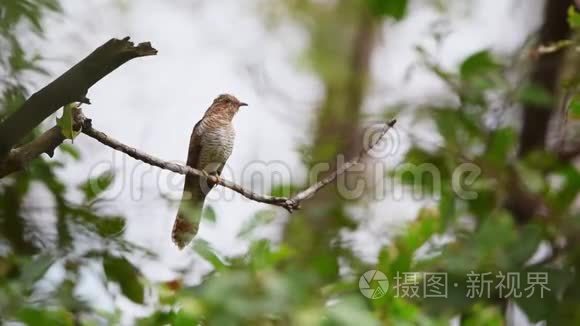 大自然中的鸟鸣杜鹃视频