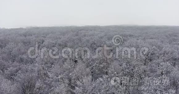 雪中的冬季森林