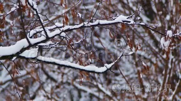 下雪的冬季森林