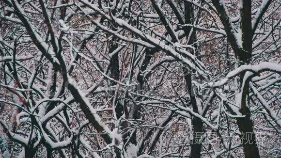 下雪的冬季森林